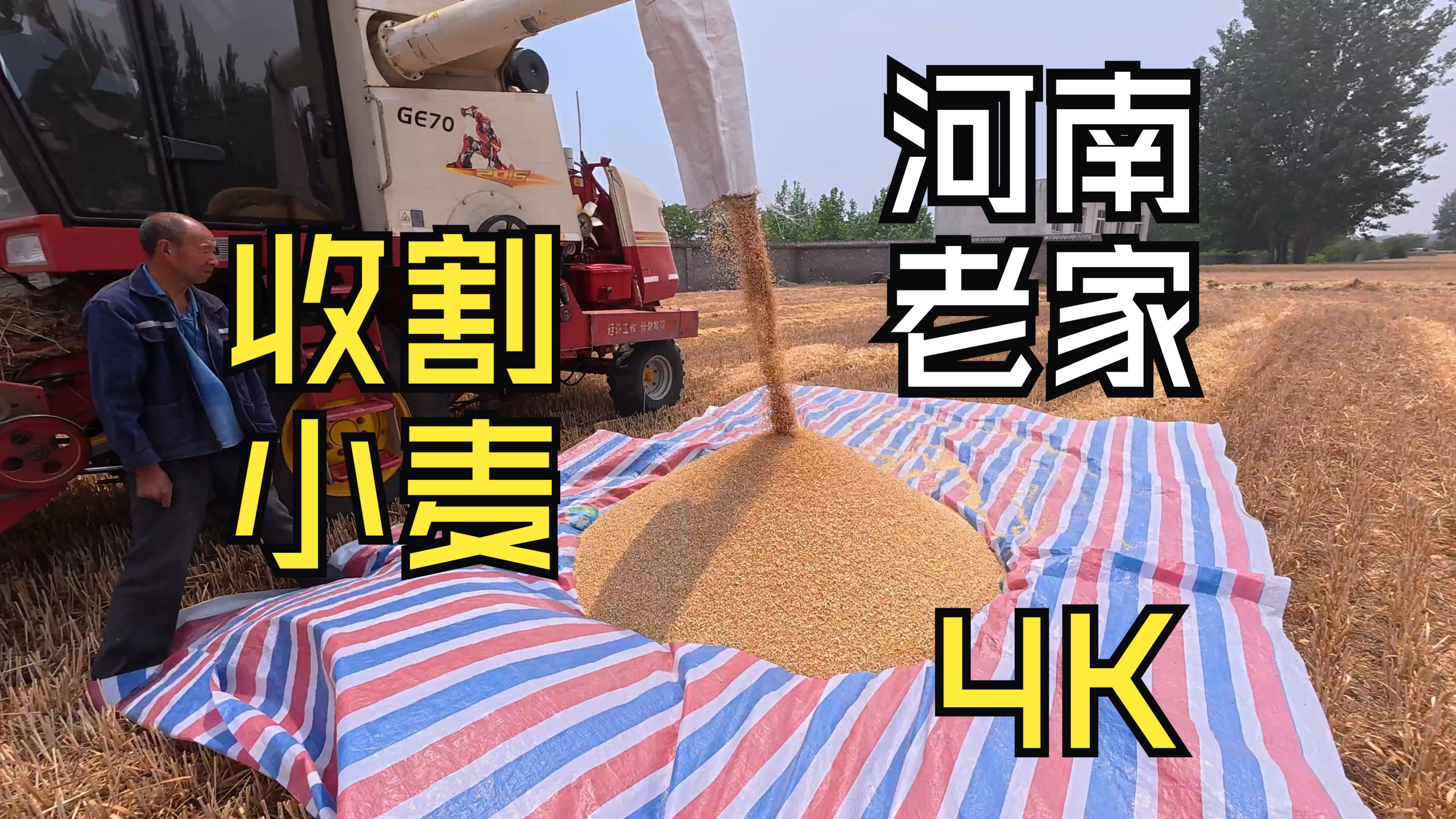 【4K拍摄】在河南老家收割小麦了、看见小麦从车里喷出来太治愈了-1.jpg